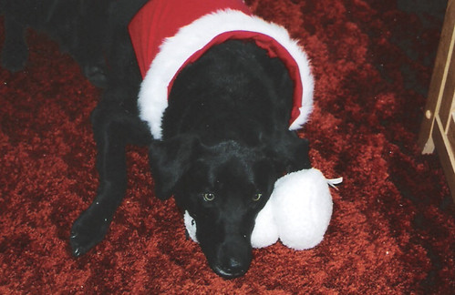 black labrador - Christmas
