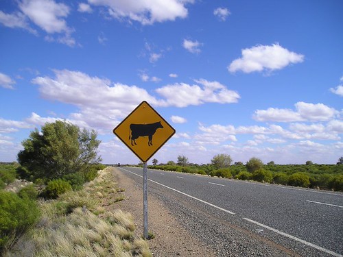 Beware of cows sign in Australia