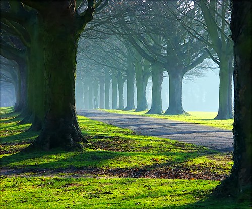 The Avenue in mist and sun