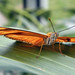 Orange Julia butterfly