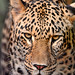 Walking leopard