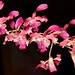 Dendrobium strebloceras x Dendrobium Jaquelyn Thomas – Renate Schmidt