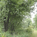 silver maple near path