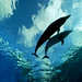 Deep Blue Dolphin Love