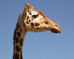 Giraffe in Profile