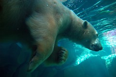 Polar Bear Swims @ Maryland Zoo