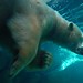 Polar Bear Swims @ Maryland Zoo