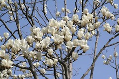 magnolia.