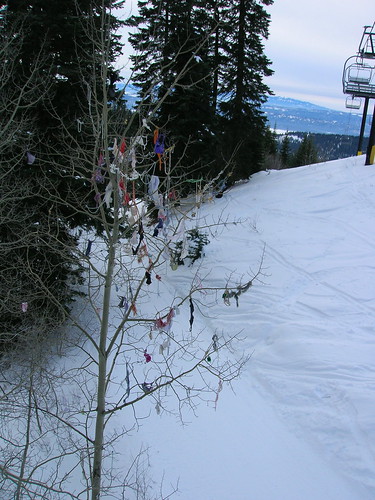 Photo of the Bra Tree