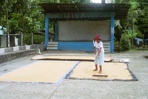 Philippines,Pinoy,Life,rural panay rice drying