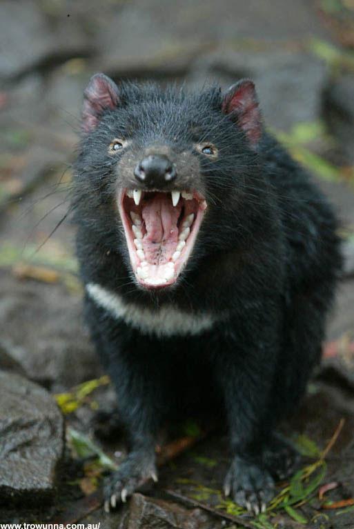 Angry Tasmanian Devil (Sarcophilus harrisii) With Open Mouth