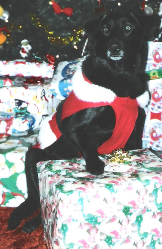 black labrador retriever - Christmas