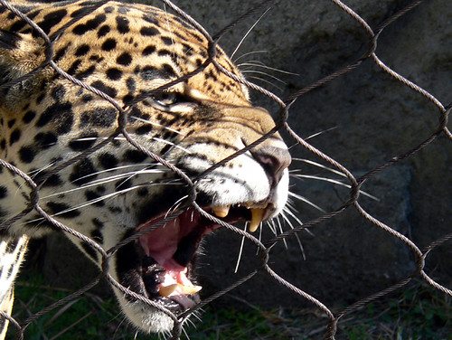 jaguar growling