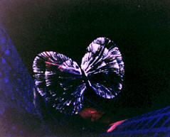 Butterfly satori