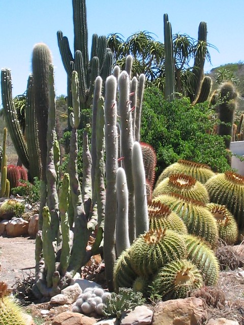 Walking Cactus