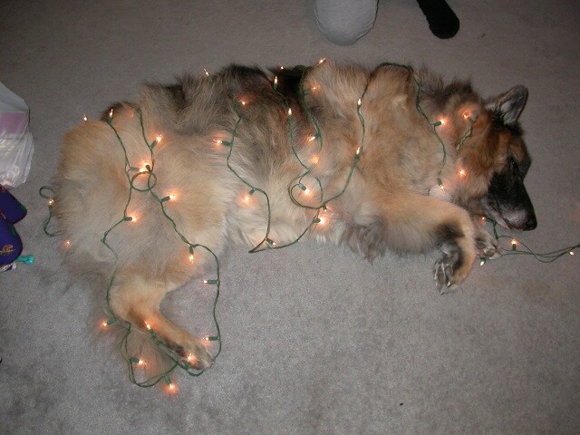 Perro con luces de Navidad