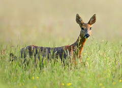 Young Roe Deer Doe