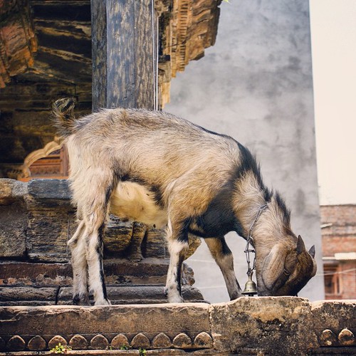   ... 2009   ... #Travel #Memories #2009 #Patan #Kathmandu #Nepal    ...     #Old #Temple #Animal #Goat ©  Jude Lee
