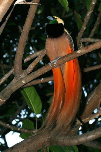 Raggiana Bird of Paradise by alumroot