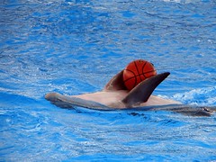 Basketball or Waterpolo? - by Hamed Saber