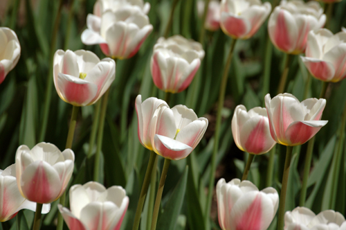 Prospect Park Tulips