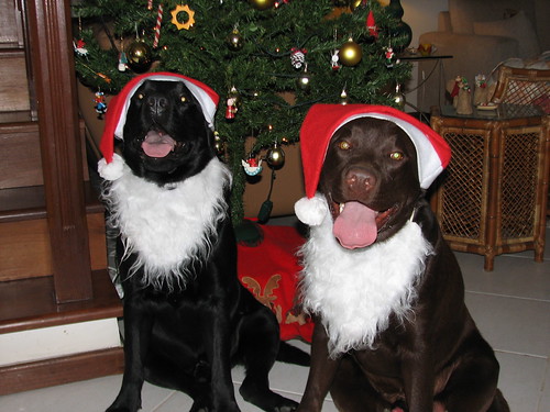 black and chocolate labs - Christmas