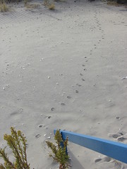 Cat Tracks on the Beach