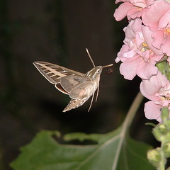 Hummingbird Moth - by Roger Lynn