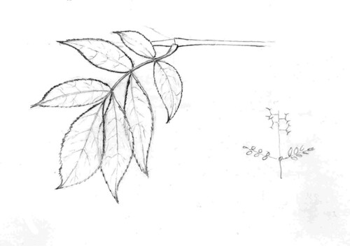 compound leaf