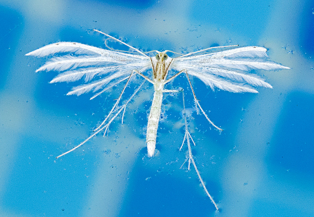 :   / Pterophorus pentadactyla / White plume moth / Schlehen-Federgeistchen