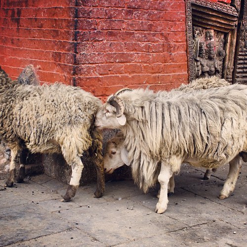   ... 2009   ... #Travel #Memories #2009 #Patan #Kathmandu #Nepal    ...     #Back #Street #Temple #Lamb ©  Jude Lee