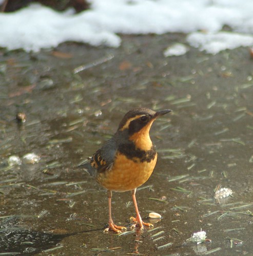 Varied thrush getting some sun while the snow melts