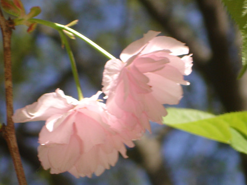 japanese cherry tree blossoms. Ornamental flowering cherry tree blossoms, Japanese Cherry Tree,