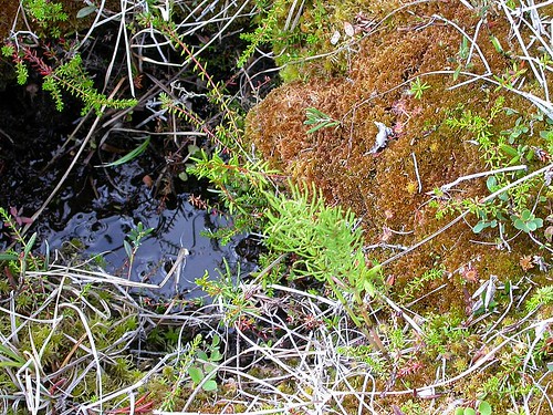 Sphagnum moss, sundew, & other plants in the muskeg of the Alaska boreal forest: A teensy part of the biosphere