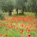 Poppies and Olive Trees