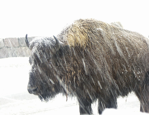 Bison At 10 Feet In Snow Storm by Tut99 (Roger).