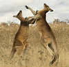 Boxing kangaroos 2
