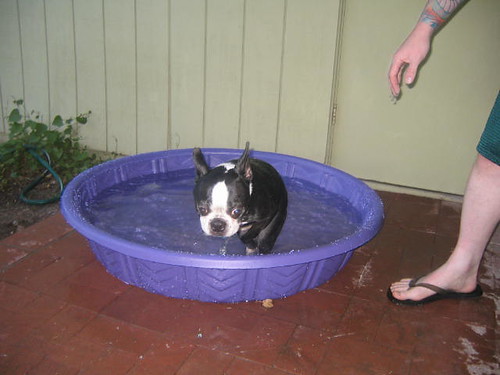 we got the dogs a pool...this sums up their interest in it