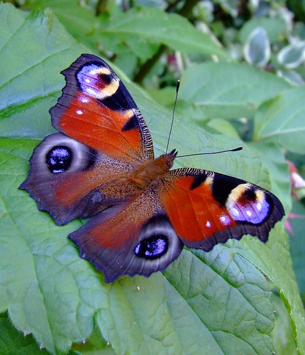 Butterfly Genus Species - Peacock
