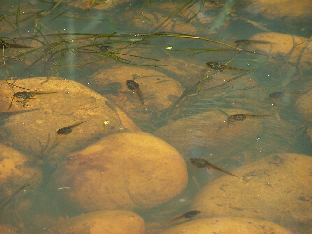 Tadpoles! by Daveography.ca, on Flickr