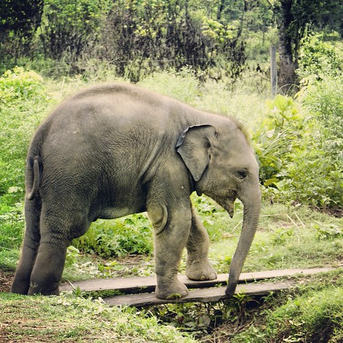  ... 2009   ...    ... #Travel #Memories #2009 #Chitwan #National #Park    #Nepal    !! #Animal #Baby #Elephant #First #Steps ©  Jude Lee