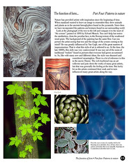 the Function of Form...Part Four: Patterns in Nature