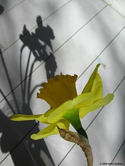 Daffodil and Shadow