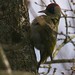 pivert 2 - Green Woodpecker 2