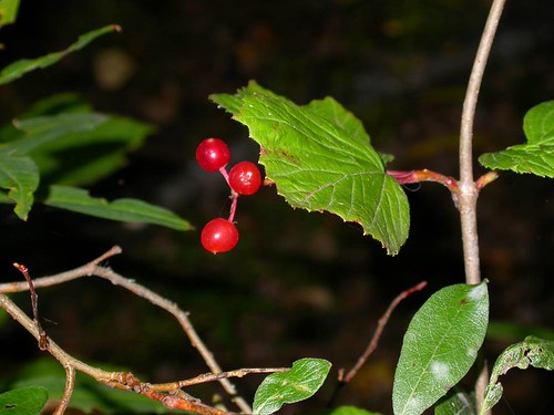 Highbush cranberry (night shot)