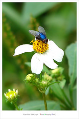 A Bluebottle Fly ? (*Yueh-Hua 2010) Tags: flowers macro insect taiwan micro taipei  canonpowershots2is    whiteframe botfly verticalphotograph32 2006april nangangpark verticalphotograph