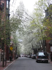 Cherry Blossoms on Beacon Hill