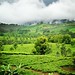 bogor tea plantations