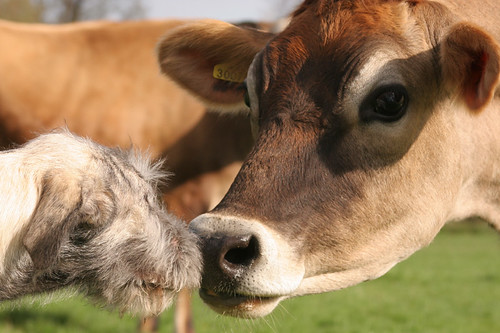 cows - romantic