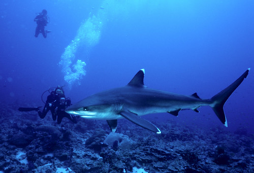 Silvertip Shark at Burma Banks near Phuket, Thailand